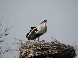 Stork on the nest with young