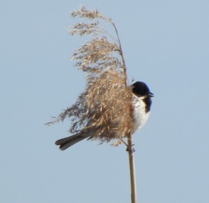 bird in the reeds