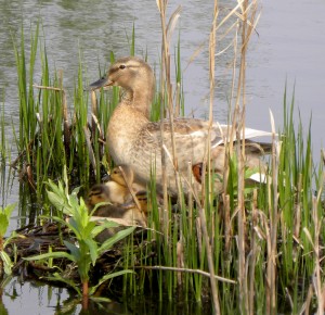 Mother duck with offspring