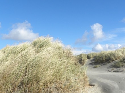 Dune vegetation