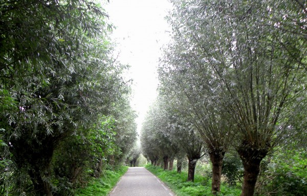 Lane with willows