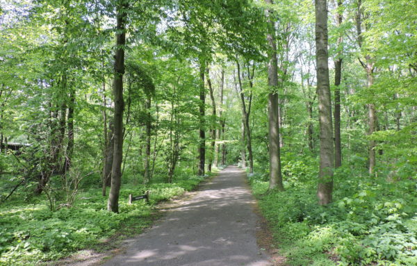 Path in thepark