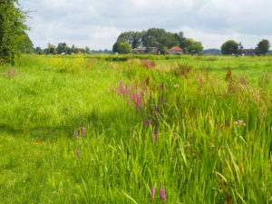 A spring field