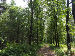 Forest between Amerongen en Wageningen