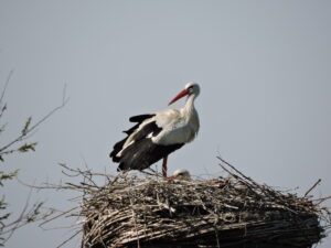 A stork nest
