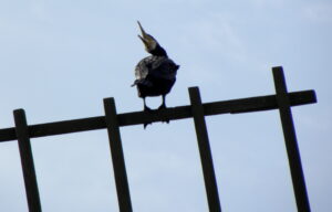 Cormorant on windmill
