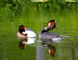 Courting grebes